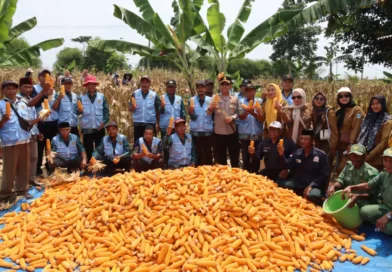 Kapolres Pandeglang Gelar Panen Jagung di Kampung Parigi, Desa Kadu Belang, Kecamatan Mekar Jaya