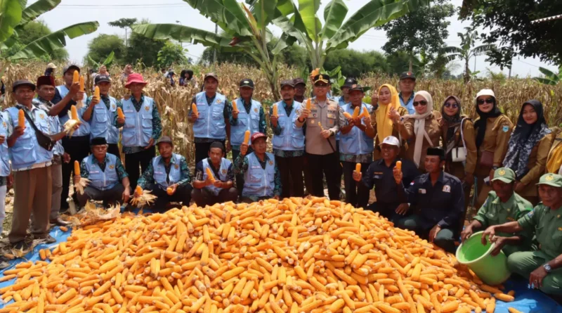 Kapolres Pandeglang Gelar Panen Jagung di Kampung Parigi, Desa Kadu Belang, Kecamatan Mekar Jaya