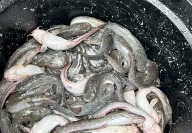 Dukung Program Aksi Menteri Imipas, Lapas Perempuan Tangerang Panen Lele dan Gandeng Pihak Ketiga