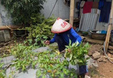 Panen Kangkung, Lapas Purwokerto Perkuat Pembinaan Kemandirian Warga Binaan