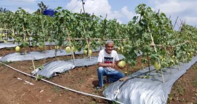 Petani buah Melon sekaligus pengurus Kadin Banten saat memperlihatkan buah Melon Premium.