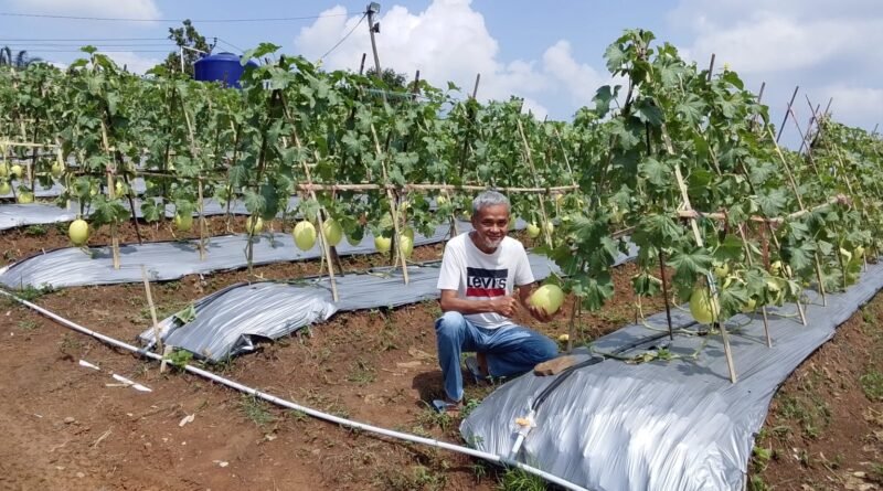 Petani buah Melon sekaligus pengurus Kadin Banten saat memperlihatkan buah Melon Premium.