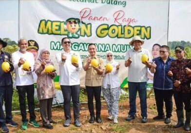 Panen Melon 30 Ton, Hasbi Targetkan Lebak Jadi Pangan Nasional Caption Poto : Bupati Lebak bersama masyarakat saat panen golden melon