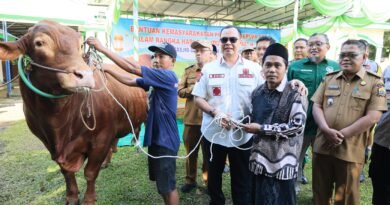 Wali Kota Serahkan Langsung Sapi Qurban Presiden Prabowo, Berat Capai 1,1 Ton
