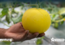 Sae L’sima Berhasil Panen Melon Golden Jadi Amunisi Baru Ketahanan Pangan Sae L’sima Berhasil Panen Melon Golden Jadi Amunisi Baru Ketahanan Pangan