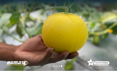 Sae L’sima Berhasil Panen Melon Golden Jadi Amunisi Baru Ketahanan Pangan Sae L’sima Berhasil Panen Melon Golden Jadi Amunisi Baru Ketahanan Pangan