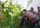 Dukung Program Ketahanan Pangan dan Hasilkan Produk Bernilai Ekonomis, Lapas Purwokerto Panen Timun Hasil Pembinaan Warga Binaan