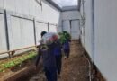 Lapas Purwokerto Panen Caisim dan Pepaya, Hasil Pembinaan Dukung Ketahanan Pangan Warga Binaan