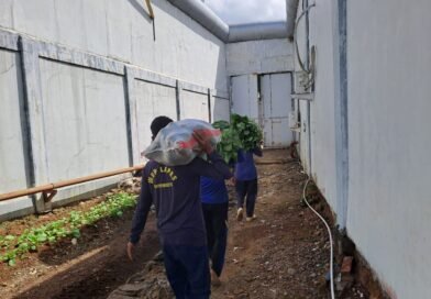 Lapas Purwokerto Panen Caisim dan Pepaya, Hasil Pembinaan Dukung Ketahanan Pangan Warga Binaan