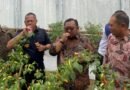Panen Cabai di Branggang Selatan, Lapas Purwokerto Perkuat Program Ketahanan Pangan Panen Cabai di Branggang Selatan, Lapas Purwokerto Perkuat Program Ketahanan Pangan