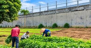 Panen Kangkung di Lapas Arga Makmur, Warga Binaan Latih Keterampilan Pertanian